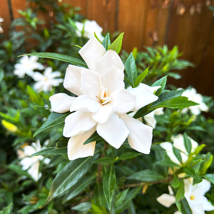 Gardenia Flower, the inspiration for Candle Romance